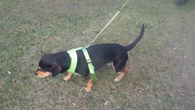 Адик - маленький Хатико смотреть онлайн