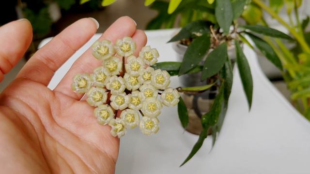 🌼 Hoya Mirabilis | Care Tip | HOYA BLOOM | Peduncle Growth | Fower Shape | Flower Duration | Scent
