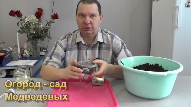 Начало выращивания баклажан - посев и пикирование смотреть онлайн