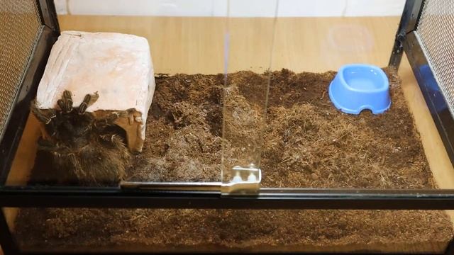 Паук птицеед - уход и содержание в домашних условиях смотреть онлайн