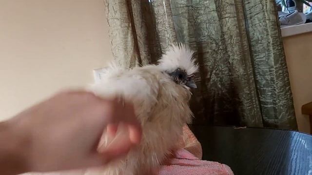 Преображение Китайской Шёлковой курицы/ Купаю курицу и сушу ФЕНОМ/ Bathing a chicken смотреть онлайн