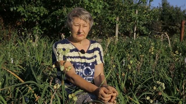 Сбор семян лилейника / Сад Ворошиловой смотреть онлайн