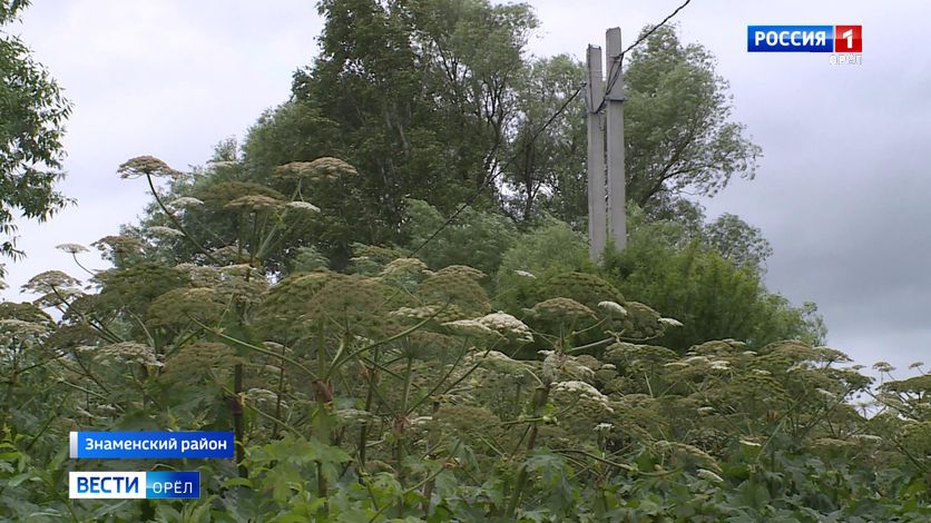 Жители орловских деревень ведут борьбу с борщевиком смотреть онлайн