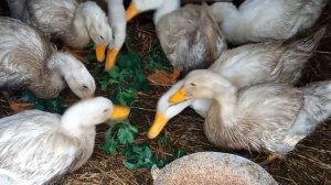 Утка Черри Велли. Результат в 56 дней.