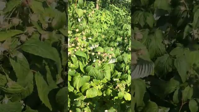 Малина сорта Полька.Московская область,севро-запад. смотреть онлайн