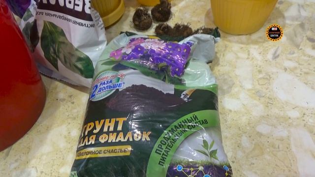 Как сажать клубни глоксиний. Подробное видео про посадку. Комнатные цветы: глоксиния.