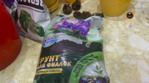 Как сажать клубни глоксиний. Подробное видео про посадку. Комнатные цветы: глоксиния.