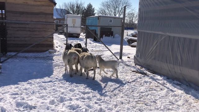 Овцы австралийской и датской селекции смотреть онлайн