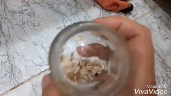 Как сделать #инкубатор для оотеки или оттеки туркменского таракана/How to make a #incubator