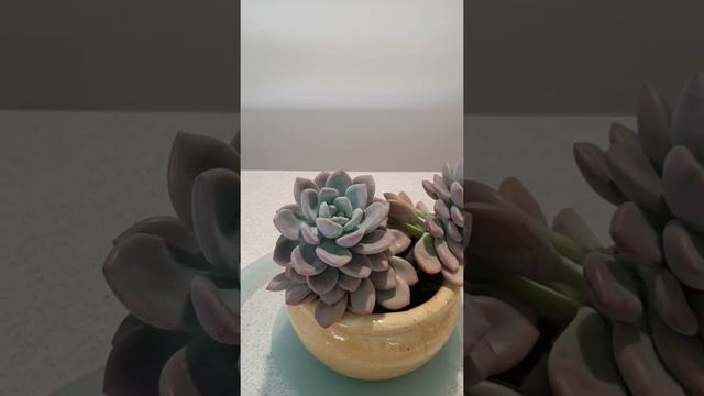Graptoveria Opalina