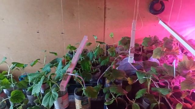 Огуречная рассада поднялась. смотреть онлайн