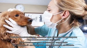 Собака кашляет как будто подавилась: почему и что делать