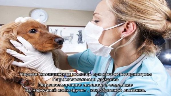 Собака кашляет как будто подавилась: почему и что делать