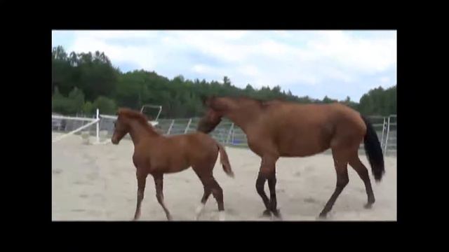 Ionette MG (Navarone X Veron X Accord II) 2013 KWPN Filly