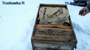 Семья пчёл гудит зимой. Почему зимовка пчёл беспокойная... Как сидит клуб пчёл.