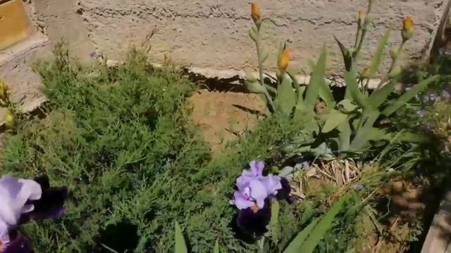 Мои бородатые Ирисы. Разные сорта и расцветки. Обзор ирисов на участке смотреть онлайн