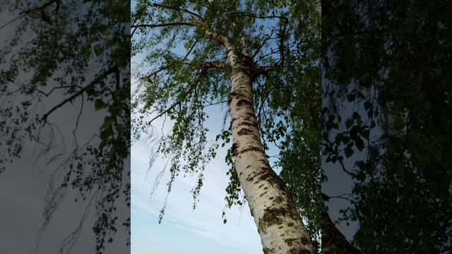 ? Белая берёза смотреть онлайн