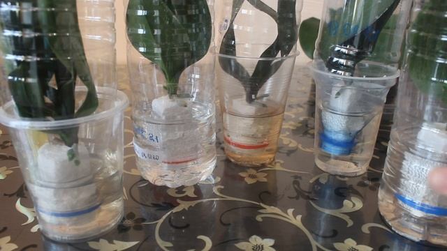 Реанимация орхидей: продолжение. Изменение способа реанимации. Наращивание корней орхидее над водой смотреть онлайн