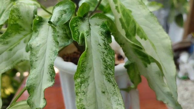 Tanaman Hias Syngonium Three King Variegata #tanamanhias #tanamanhiasmurah #syngonium #arushafarm смотреть онлайн