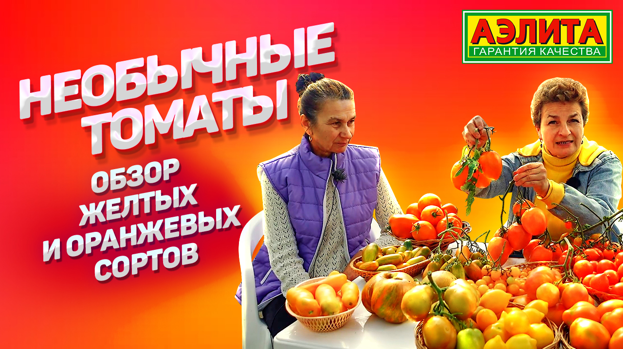 Желтоплодные томаты антистресс -.mp4 смотреть онлайн