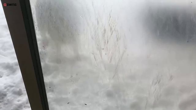 Husky dog shakes his head no and refuses to come inside from the snow | SWNS смотреть онлайн