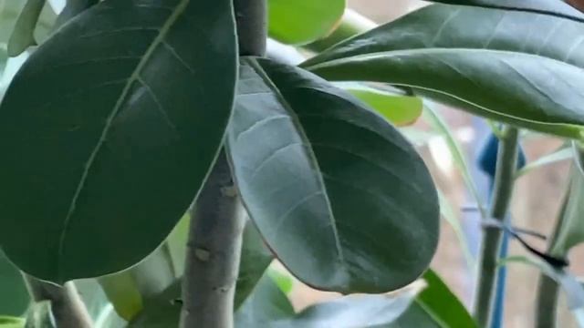 Адениумы. Печалька и радость рядом идут. Нужна ли обрезка «жирафов»? 16 ноября 2023 г. смотреть онлайн