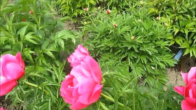 Корал Фей. Пион. Американский гибрид смотреть онлайн