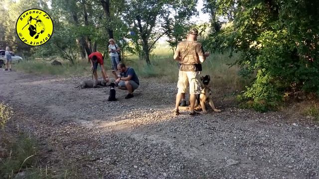 Групповое занятие младшая группа ОКД. смотреть онлайн