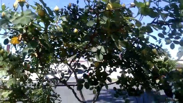 Жёлтый шиповник смотреть онлайн