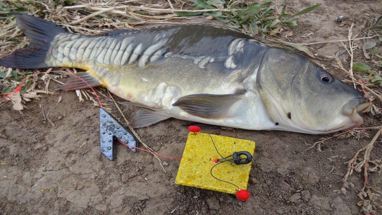 Ловля карпа на макушатник. Рыбалка на карпа. Как поймать карпа.mp4 смотреть онлайн