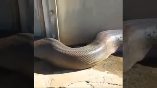 snake blast смотреть онлайн