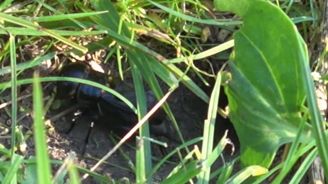Цвіркун. Спів цвіркуна. смотреть онлайн