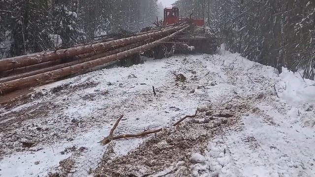 Мачтовая сосна из Республики Коми смотреть онлайн