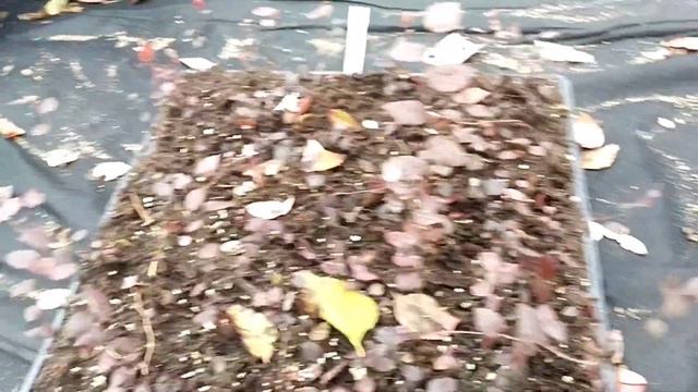 Черенки Голубики дали корни! Что делать дальше? смотреть онлайн