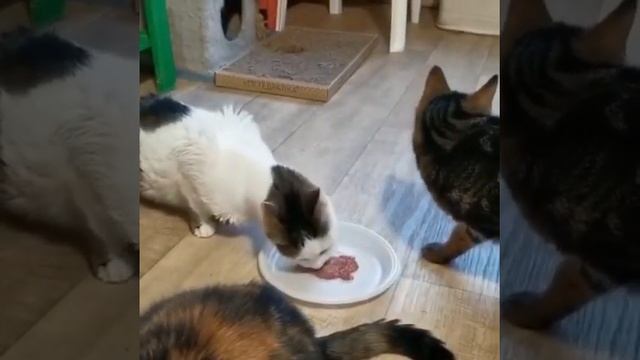 Дегустация котлеток Пафнутия Котлетыча признанными экспертами смотреть онлайн