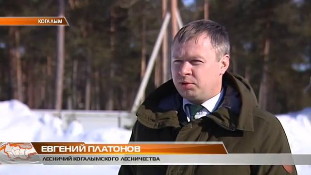 Высадка кедров смотреть онлайн