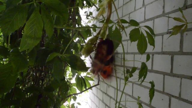 Медведица кайя. Arctia caja Отпугивание врага красными крыльями. смотреть онлайн