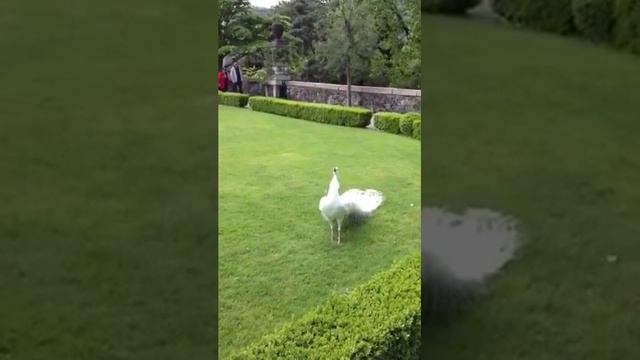 Роскошная птица павлин ! смотреть онлайн