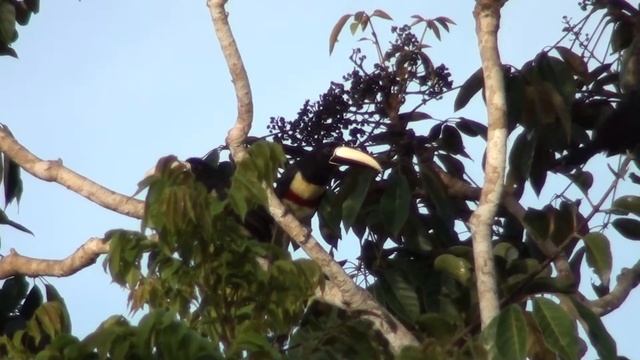 Black-necked Aracari - Pteroglossus aracari (Linnaeus, 1758) смотреть онлайн