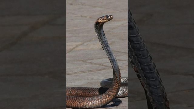 От укуса змеи . смотреть онлайн