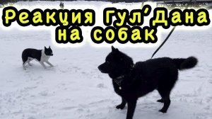 "Волкособ рвёт собак". Реакция Гул'Дана на чужих собак.