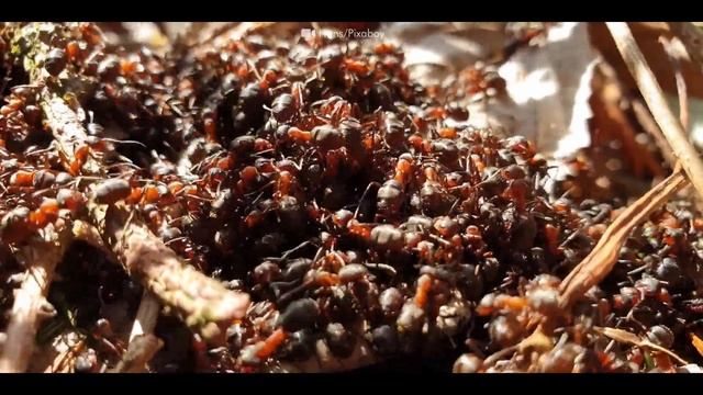 Amazing animals with an unexpected defense смотреть онлайн