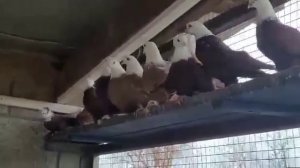 Благодарненские бойные голуби Токарь В. Видео  съемка Левшакова В. "Сельские голуби ", ч. 1.