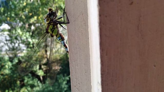 Стрекоза поедает осу. смотреть онлайн