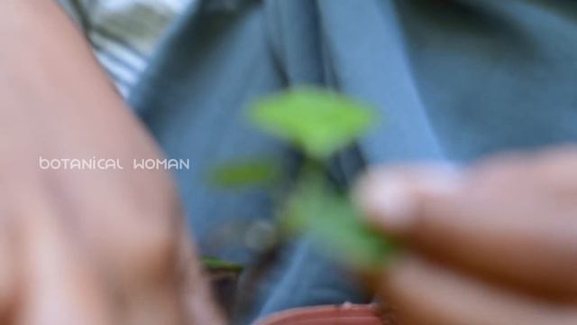 I’m addicted to Anthuriums 😮| Repotting Anthurium Seedlings| How to pollinate Anthuriums | Malayala смотреть онлайн