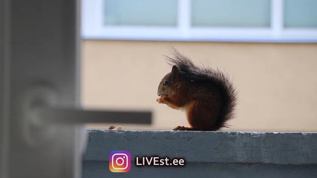 Cute SQUIRREL Eating Nuts | Tallinn's Local Animals смотреть онлайн