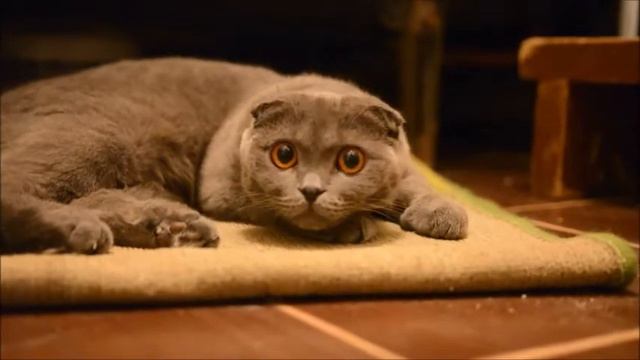 Кошки... они такие кошки... смотреть онлайн