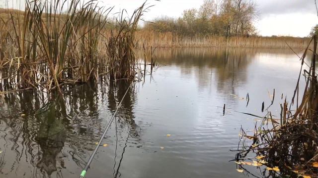 Не пруд , а рыбное море. КАРАСИ клюют на каждом забросе❗️ #карась#fishing #рыбалка #video смотреть онлайн