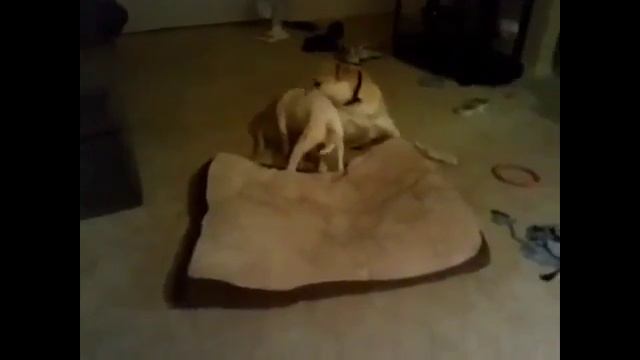 ПОСМОТРИТЕ КАК ЭТИ СОБАКИ ТАНЦУЮТ И ПОЮТ!!! смотреть онлайн