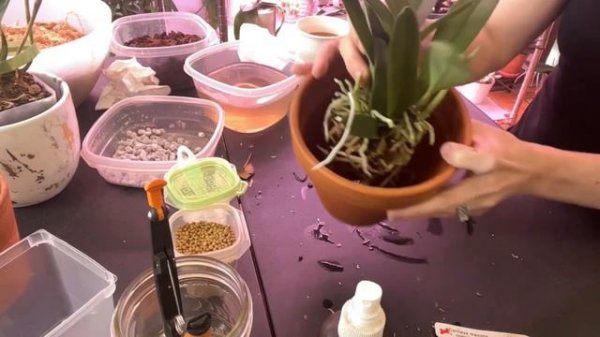 Repotting Cattleya maxima coerulea Cattleya maxima coerulea repotting